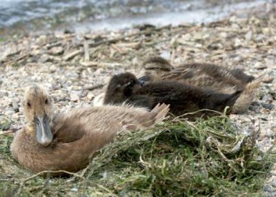 Babies Nesting In Lake Weeds