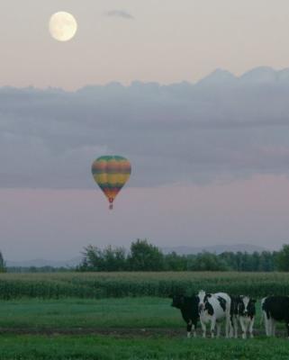 Cow Ballooning Over Moon