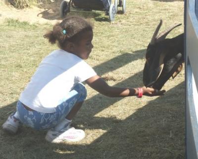 A Kid & A Goat