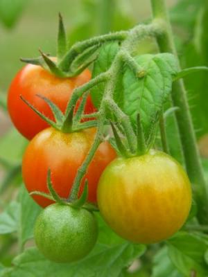 Ripening On The Vine