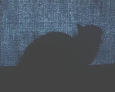 Curtain Cat II
