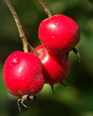 Crabby Apples