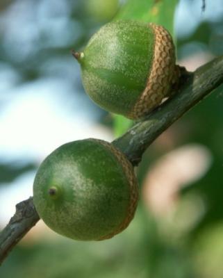 Harvard Acorns