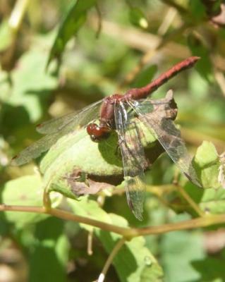 Woodside's Red