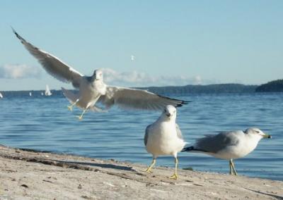 The 3 Birdateers