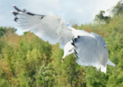 Full Flaps
