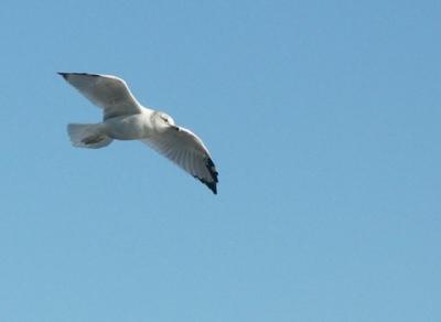 Glider