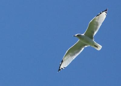 Shelburne Gulls