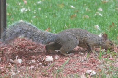 Montreal Ground Squirrel