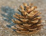 Pinecone on Concrete