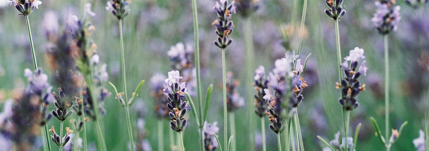 Very lavender