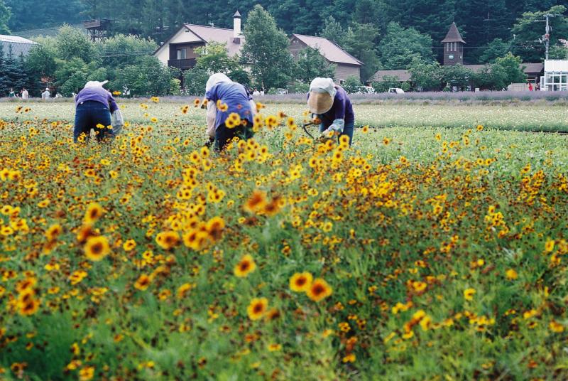 Working at the field