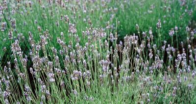 End of the lavender season
