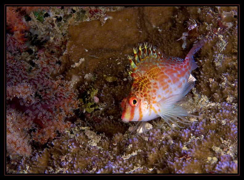 Dwarf Hawkfish