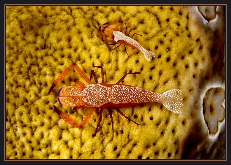 Emperor Shrimp pair on a Sea Cucumber