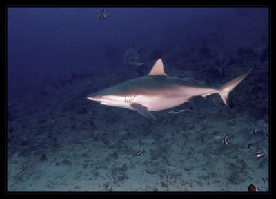 Reef Shark