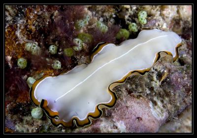 Flatworm