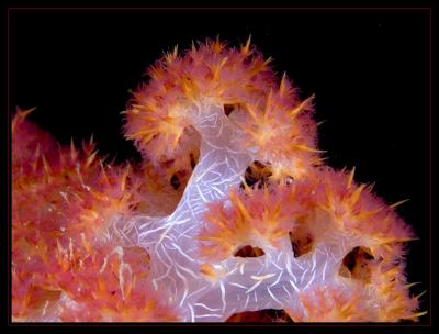 Fiji Soft Coral