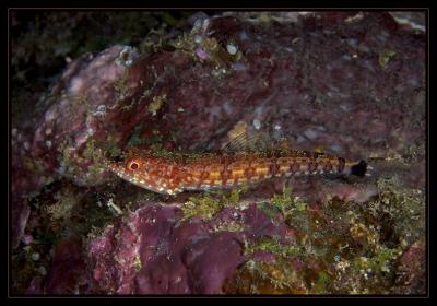 Lizardfish