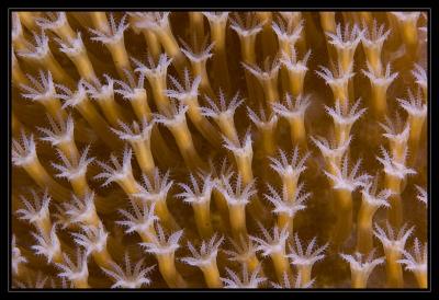 Soft Coral Polyps