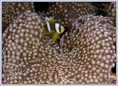 v3/18/442518/3/47259884.3714_anemonefish3.jpg