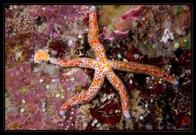 Linckia multifor Sea Star