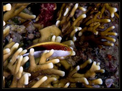 Blackside Hawkfish