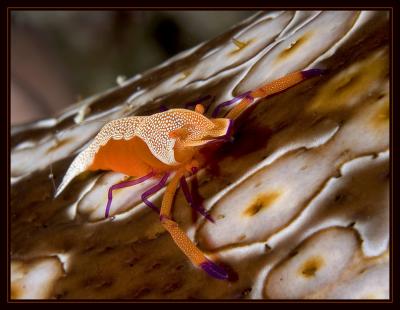 Emperor Shrimp on a Sea Cucumber