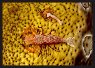 Emperor Shrimp pair on a Sea Cucumber