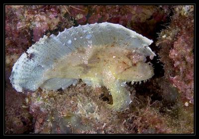  Leaf Scorpionfish