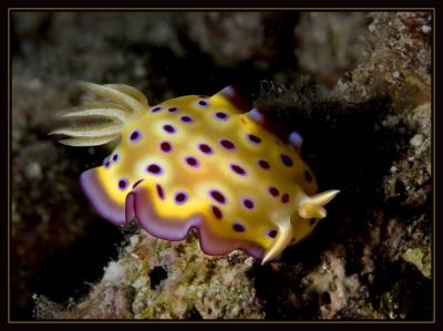 Chromodoris Kuniei  Nudibranch