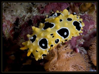 Nudibranch, Ocellate Phyllidia