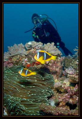 Susie and some Anemone Fish