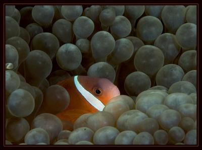 Fire Clownfish