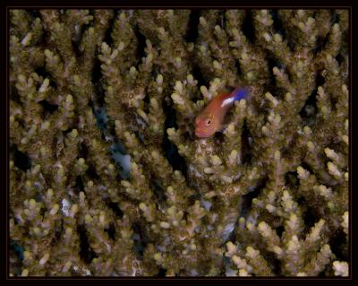 Arc-Eye Hawkfish