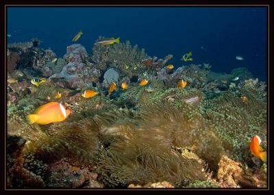  Sea of Anemone Fish