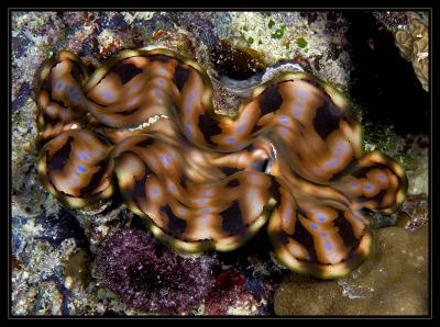 Giant Fiji Clam