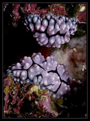 Nudibranch Pair - Mirror Mirror on the wall...