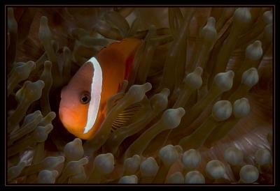 v3/18/442518/3/47516077.anemonefish_2747.jpg