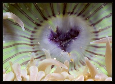 v3/18/442518/3/47600209.3919_anemone.jpg