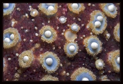 v3/18/442518/3/47600211.3926_starfish.jpg