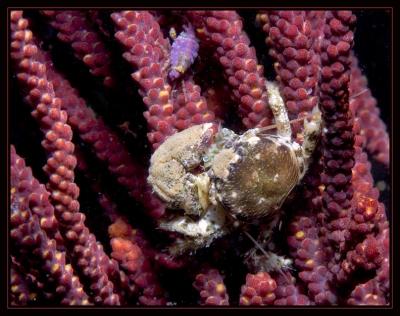 v3/18/442518/3/47600215.3948_crabs.jpg