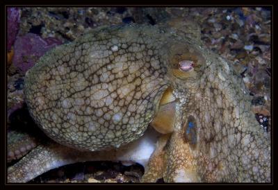 Octopus
