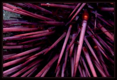 v3/18/442518/3/47600308.3997_urchin.jpg