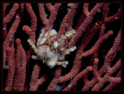 v3/18/442518/3/47600309.4018_crab.jpg