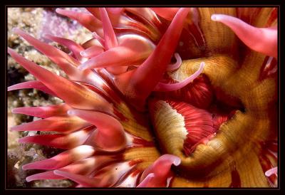 v3/18/442518/3/47600352.4046_anemone.jpg
