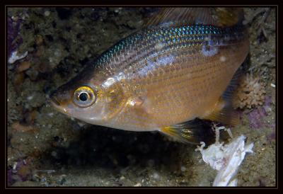 v3/18/442518/3/47600359.4051_fish.jpg
