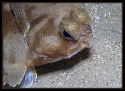 Flatty