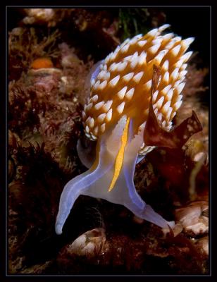 v3/18/442518/3/48434521.4181_nudi.jpg