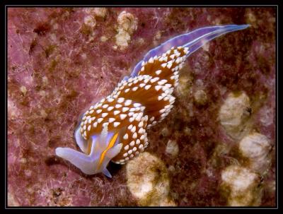Nudibranch, Hermissenda crassicornis